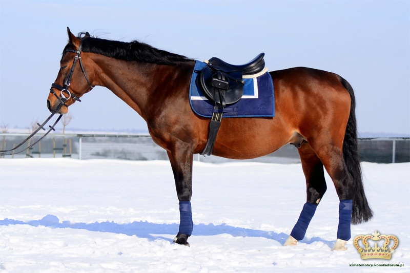 Euro-Star Stripe-in Peacock-Navy, owijki Stallion